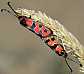 zygaena_fausta_copula_2