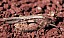 acrotylus_insubricus_femelle.jpg
