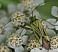 adelphocoris_quadripunctatus.jpg