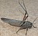 anacridium_aegyptium_defense.jpg