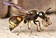 ancistrocerus_antilope_femelle.jpg