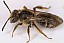 andrena_dorsata.jpg