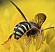 anthidium_oblongatum_male_1.jpg