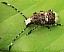 anthribus_albinus_1.jpg