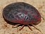 argas_reflexus_dorsal.jpg