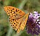argynnis_paphia_male.jpg