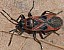 arocatus_longiceps_5.jpg