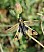 ascalaphus_longicornis_femelle.jpg