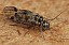 blaste_quadrimaculata_femelle.jpg