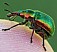 bytiscus_populi.jpg