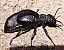 meloe_tuccius_tuccius.jpg