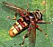 milesia_crabroniformis_femelle.jpg