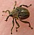 mononychus_punctum_album.jpg