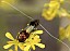 nemophora_fasciella_male.jpg
