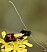 nemophora_fasciella_male_1.jpg