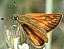 ochlodes_venatus_femelle.jpg