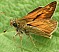 ochlodes_venatus_male_2.jpg