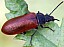 omophlus_lept_uroides.jpg