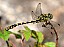 onychogomphus_forcipatus_male.jpg
