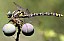 onychogomphus_uncatus_femelle.jpg