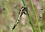 orthetrhum_albistylum_male_immature.jpg