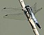 orthetrum_albistylum_male.jpg
