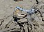 orthetrum_brunneum_copulation.jpg