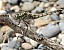 orthetrum_cancellatum_femelle.jpg