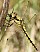 orthetrum_cancellatum_femelle_3.jpg