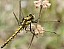 orthetrum_cancellatum_femelle___copie.jpg