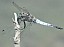 orthetrum_cancellatum_male.jpg