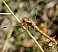 orthetrum_coerulescens_femelle.jpg