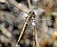 orthetrum_coerulescens_femelle_1.jpg