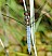 orthetrum_coerulescens_male_4.jpg