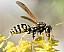 polistes_dominula.jpg