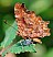 polygonia_c_album_.jpg