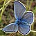 polyommatus_escheri_male.jpg