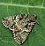 polyphaenis_sericata.jpg