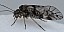 psococerastis_gibbosa_femelle.jpg