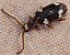 ptinus_sexpunctatus.jpg
