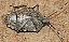 rhaphigaster_nebulosa_ventral.jpg