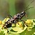rhinocoris_erythropus.jpg