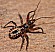 rhinocoris_iracundus_juvenile___copie.jpg