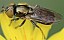 riponnensia_splendens_femelle.jpg