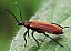 schirotus_pectinicornis_male.jpg