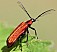 schizotus_pectinicornis_male_1.jpg