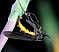 sciara_sp_femelle_ponte.jpg