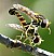 sphaerophoria_scripta_copula.jpg