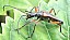 stenocorus_meridianus.jpg