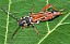 stenopterus_rufus_1.jpg